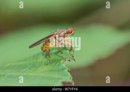 Sterco-fly (Scathophaga lutaria) Brockley cimitero, Lewisham, a sud-est di Londra, Inghilterra, Regno Unito, Agosto. Foto Stock