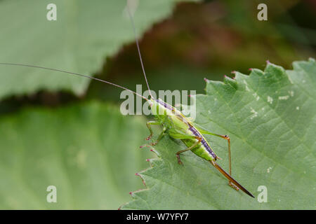 Corto-winged conehead (Conocephalus dorsalis) femmina, Brockley cimitero, Lewisham, a sud-est di Londra, Inghilterra, Regno Unito, Agosto. Foto Stock