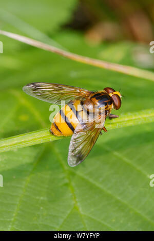 Hornet-imitare hoverfly (Volucella inanis) Brockley cimitero, Lewisham, a sud-est di Londra, Inghilterra, Regno Unito, Agosto. Foto Stock