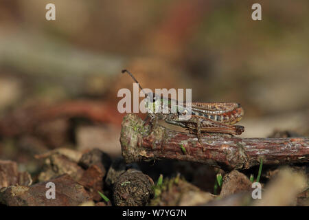 Chiazzato grasshopper (Myrmeleotettix maculatus) Norfolk, Inghilterra, Regno Unito, Agosto. Foto Stock