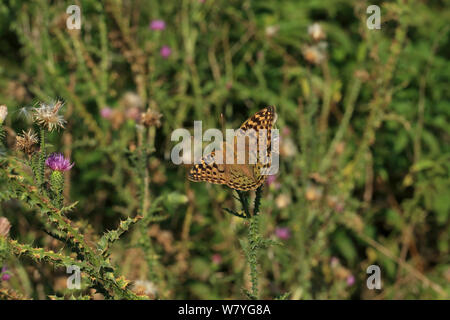 Il Cardinale butterfly (Argynnis pandora) Romania, settembre. Foto Stock