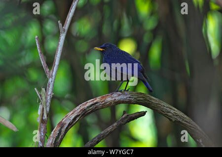 Sibilo blu-Tordo (Myophonus caeruleus) arroccato, Ruili County, Dehong dai, e Jingpo prefettura autonoma, nella provincia dello Yunnan in Cina, febbraio. Foto Stock