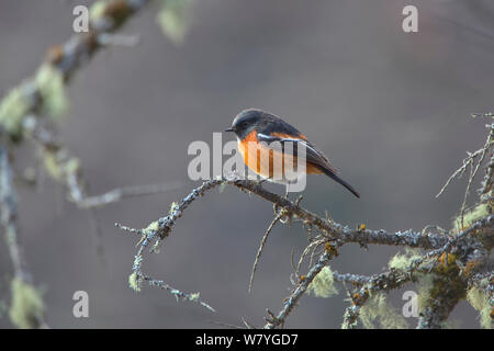 Bianco-throated redstart (Phoenicurus schisticeps) arroccato, Kawakarpo montagna, meri Snow Mountain National Park, nella provincia dello Yunnan in Cina, gennaio. Foto Stock