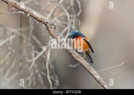 Bianco-throated redstart (Phoenicurus schisticeps) arroccato, Kawakarpo montagna, meri Snow Mountain National Park, nella provincia dello Yunnan in Cina, gennaio. Foto Stock