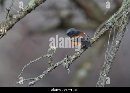 Bianco-throated redstart (Phoenicurus schisticeps) arroccato, Kawakarpo montagna, meri Snow Mountain National Park, nella provincia dello Yunnan in Cina, gennaio. Foto Stock
