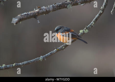 Bianco-throated redstart (Phoenicurus schisticeps) arroccato, Kawakarpo montagna, meri Snow Mountain National Park, nella provincia dello Yunnan in Cina, gennaio. Foto Stock