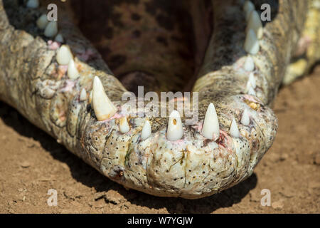 Coccodrillo del Nilo (Crocodylus niloticus) close-up di aprire bocca, Masai Mara Game Reserve, Kenya, Ottobre. Foto Stock