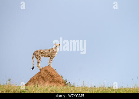 Ghepardo (Acinonyx jubatus) femmina in piedi sul tumulo per cercare una preda, Masai Mara Game Reserve, Kenya, Settembre. Foto Stock