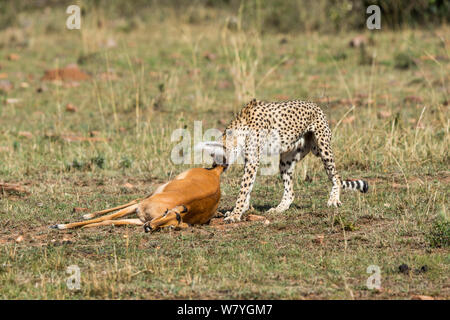 Ghepardo (Acinonyx jubatus) femmina che trasportano impala, Masai Mara Game Reserve, Kenya, Settembre. Foto Stock