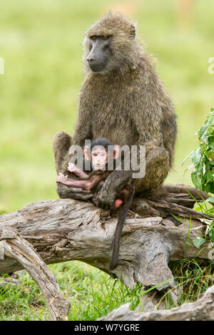 Babbuino oliva (papio anubis) femmina holding baby, Masai Mara Game Reserve, Kenya, Ottobre. Foto Stock