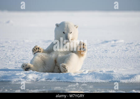 Orso polare (Ursus maritimus) giovani portano rotolando nella neve, sulla confezione appena formata ghiaccio durante l'autunno congelarsi, Beaufort Sea, off costa artica, Alaska Foto Stock