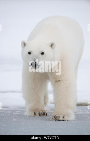 Orso polare (Ursus maritimus) sub-adulto attraversando il nuovo pacchetto di formazione di ghiaccio durante l'autunno congelarsi, Beaufort Sea, off costa artica, Alaska Foto Stock