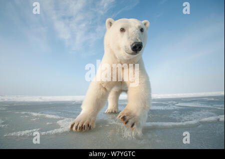 Orso polare (Ursus maritimus) curioso giovani portano gli approcci più recente pacchetto di formazione di ghiaccio durante l'autunno congelarsi, Beaufort Sea, off costa artica, Alaska Foto Stock