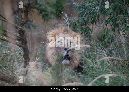 Londra, Regno Unito. Il 7 agosto, 2019. ZSL London Zoo leone asiatico visto durante il mondo Lion giorno 2019 celebrazione. Credito: Phil Lewis/SOPA Immagini/ZUMA filo/Alamy Live News Foto Stock