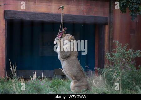 Londra, Regno Unito. Il 7 agosto, 2019. ZSL London Zoo leone asiatico viene dato un altalena gigante per celebrare il mondo Lion giorno 2019 Credit: Phil Lewis/SOPA Immagini/ZUMA filo/Alamy Live News Foto Stock