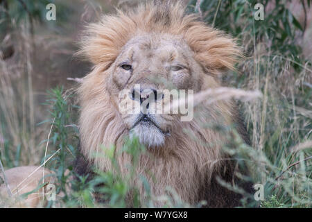 Londra, Regno Unito. Il 7 agosto, 2019. ZSL London Zoo leone asiatico visto durante il mondo Lion giorno 2019 celebrazione. Credito: Phil Lewis/SOPA Immagini/ZUMA filo/Alamy Live News Foto Stock