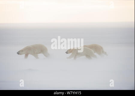 Orso polare (Ursus maritimus) madre con due giovani che corre lungo la costa in tempesta, durante l'autunno congelarsi, Beaufort Sea, off costa artica, Alaska Foto Stock