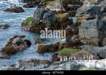 Pinguini Humboldt (Spheniscus Humboldti) gruppo raduno al sito di atterraggio. Tilgo isola, La Serena, Cile. Le specie vulnerabili. Foto Stock