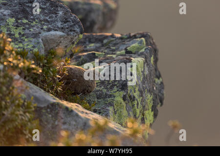 Pernice bianca (Lagopus muta) femmina in estate piumaggio, seduti su una roccia. Alpi bernesi, Svizzera. Agosto. Foto Stock
