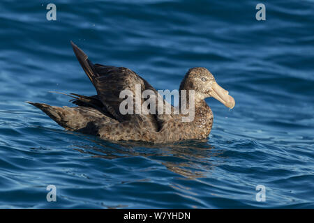 Southern papere giganti (Macronectes giganteus) sull'oceano. Kaikoura, South Island, in Nuova Zelanda. Gennaio. Foto Stock