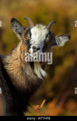 Feral (Capra aegagrus hircus) femmina, Scozia, Aprile. Foto Stock