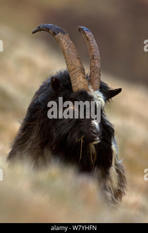 Feral (Capra aegagrus hircus) maschio sulla collina, Scozia, Regno Unito, Aprile. Foto Stock