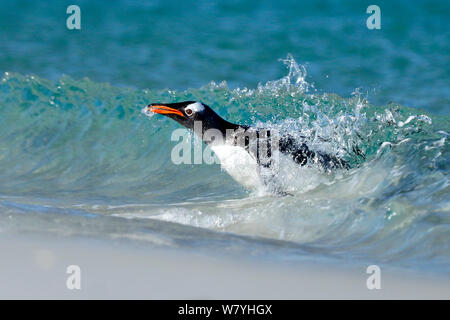 Pinguino Gentoo (Pygoscelis papua) surf sulla spiaggia, Isola di carcassa, Isole Falkland. Foto Stock