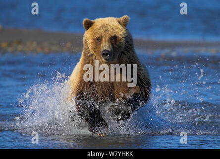 Orso grizzly (Ursus arctos horribilis) carica attraverso il fiume a caccia di salmone, Alaska, Stati Uniti d'America. Versione ritagliata disponibile, vedere 01500300 Foto Stock