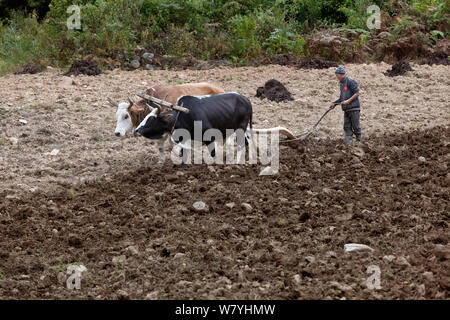 Agricoltore campo di aratura con buoi e aratro woden, Paro River Valley. Il Bhutan, ottobre 2014. Foto Stock