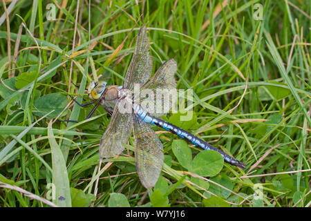 L'imperatore libellula (Anax imperator) maschio in appoggio in erba, Sutcliffe Parco Riserva Naturale, Eltham, LONDRA, REGNO UNITO, Settembre. Foto Stock