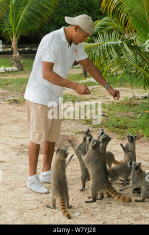 Alimentazione turistico pigmeo procioni (Procione pygmaeus) Isola di Cozumel, Messico. Specie gravemente minacciate specie endemiche. Foto Stock