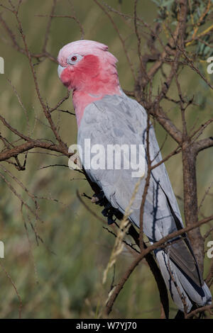 Galah cockatoo (Eolophus roseicapilla) arroccato, Exmouth, Australia occidentale Foto Stock