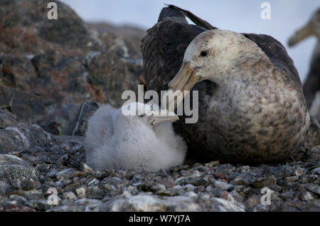 Il gigante del sud petrel (Macronectes giganteus) con pulcino a Colonia, Adelie Land, Antartide Foto Stock
