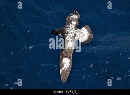 Cape Petrel (Daption capense) in volo, Antartide Foto Stock