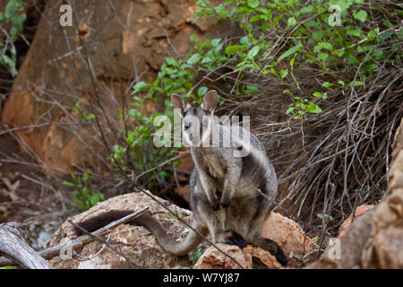 Nero-footed rock wallaby (Petrogale lateralis), Cape range National Park, Exmouth, Australia occidentale Foto Stock