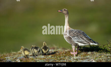 Rosa-footed goose (Anser brachyrhynchus) con pulcini, Islanda, Giugno Foto Stock