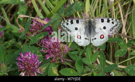 Apollo butterfly (Parnassius apollo) sul trifoglio, Foglo, Ahvenanmaa / Isole Aland, Finlandia, Luglio. Foto Stock
