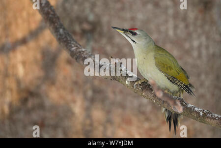 Picchio cenerino maschio (Picus canus) Multia, Keski-Finland, Gennaio Foto Stock