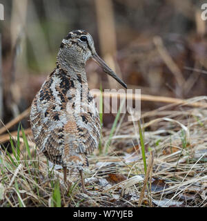 Beccaccia (Scolopax rusticola) Jyvaskyla, Keski-Finland / Finlandia centrale, Finlandia, maggio. Foto Stock