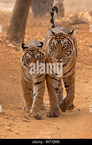 Tigre del Bengala (Panthera tigris tigris) femmina &#39;T19 Krishna&#39; con 11 mese cub Ranthambhore National Park, India. Foto Stock