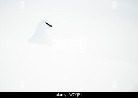 Svalbard ptarmigan (Lagopus muta hyperborea) nella neve con piumaggio invernale, Spitsbergen, Svalbard, Norvegia, Marzo. Foto Stock