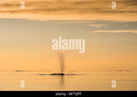 La balenottera azzurra (Balaenoptera musculus) soffiaggio, Hinlopen, Svalbard, Norvegia, Agosto. Foto Stock