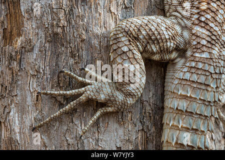 Collare (iguanid Oplurus cuvieri) close up del piede, Kirindy Forest, Madagascar. Foto Stock