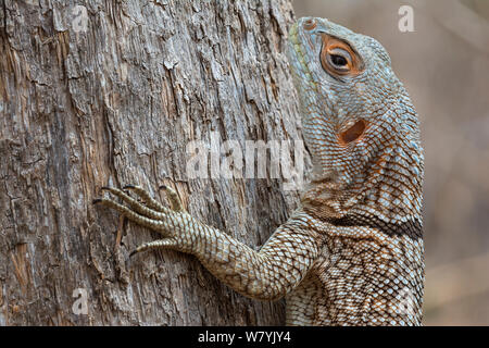 Collare (iguanid Oplurus cuvieri), Kirindy Forest, Madagascar. Foto Stock