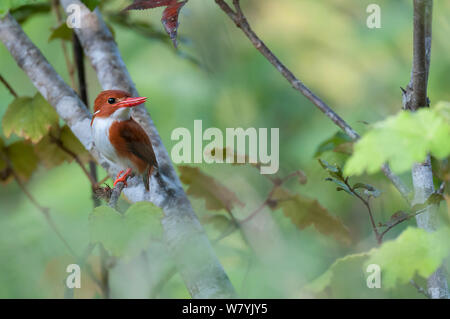 Madagascar. pigmeo di kingfisher (Ispidina Madagascar.iensis) arroccato, riserva di Vohimana, Madagascar. Foto Stock