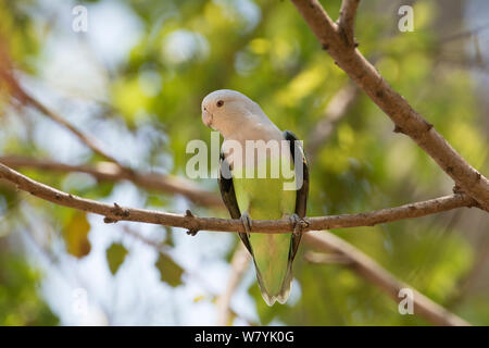 A testa grigia (lovebird Agapornis cana), il maschio, la foresta di Kirindy, Madagascar. Foto Stock