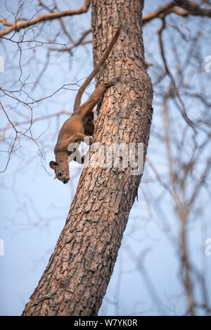 Fosa (Cryptoprocta ferox), decrescente da albero, Kirindy Forest, Madagascar. Foto Stock