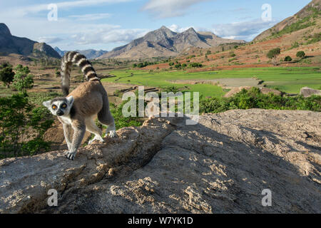 Anello-tailed lemur (Lemur catta) in habitat, Anjaha comunitaria di conservazione Sito, vicino a Ambalavao, Madagascar. Foto Stock