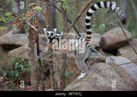 Anello-tailed lemur (Lemur catta) madre bambino portando, Anjaha comunitaria di conservazione Sito, vicino a Ambalavao, Madagascar. Foto Stock