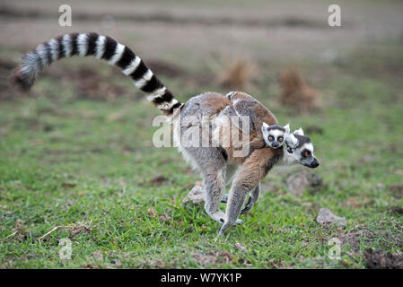 Anello-tailed lemur (Lemur catta) esecuzione di madre e bambino portando, Anjaha comunitaria di conservazione Sito, vicino a Ambalavao, Madagascar. Foto Stock